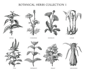 Botanical herbs collection hand draw engraving style black and white clip art isolated on white background - 422723451