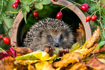 Hedgehog in autumn, wild, free roaming hedgehog, taken from within a wildlife hide to monitor the...
