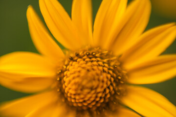 close up of yellow flower