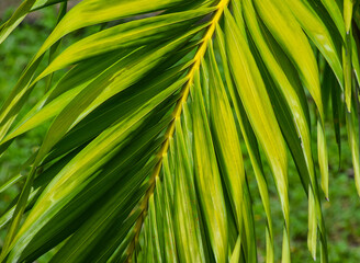 Close up palm tree leaves on a branch
