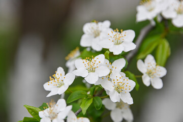 Close up white cherry blossom