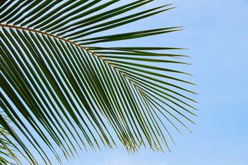 Obraz premium Close up palm tree leaves over clear blue sky