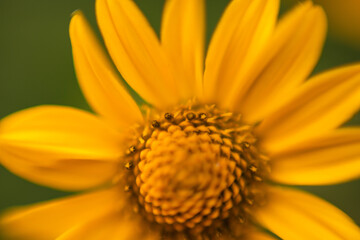 yellow flower macro