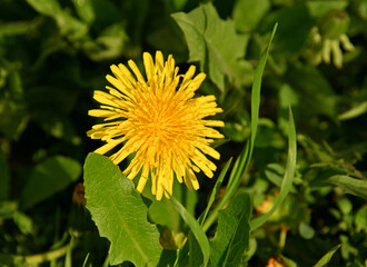 Close up yellow dandelion flower in green grass