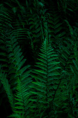 Fern leaves background. Green leaves of a bush. Free space. Green wild vegetation in nature for nature theme background design. Deciduous plant in nature. Green background