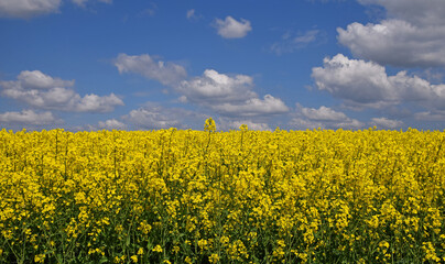 Close up field of rapeseed under cloudy blue sky