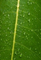 Texture of green leaf veins with water drops