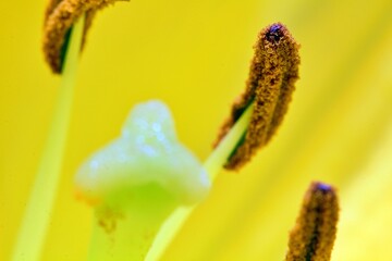 Macro photo of a plants anther that produces pollen - stock photo.jpg