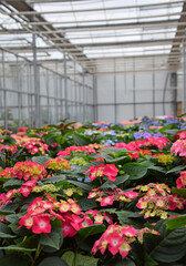 Fototapeta na wymiar Pink hydrangea hortensia flowers in greenhouse