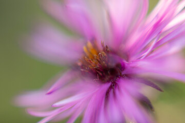 close up of a flower