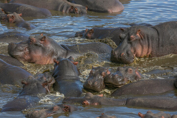 Hippos in the water in Serengeti National Park of Tanzania, East Africa
