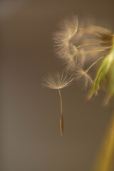 dandelion seed head