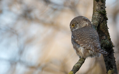 Eurasian pygmy owl sitting on a tree branch in autumn day
