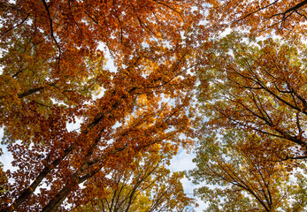 Low angle view of autumn trees perspective