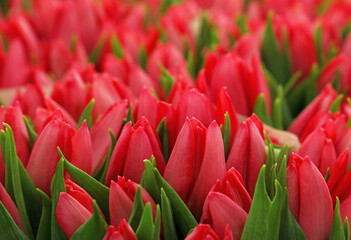 Pink fresh tulip flowers bouquetes