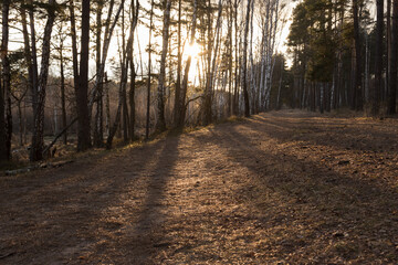 Fototapeta premium The sun's rays illuminate the forest trail