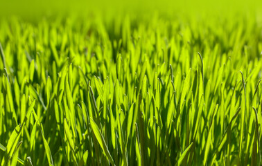 Close up fresh green spring grass background