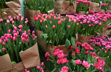 Close up tulip flowers in greenhouse