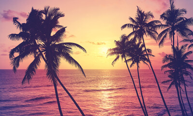 Fototapeta na wymiar Coconut palm trees silhouettes at sunset, color toning applied, Sri Lanka.