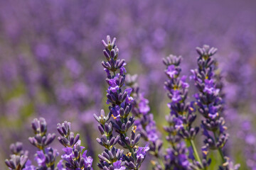 Close up purple lavender flowers