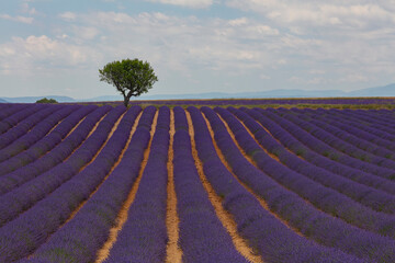 Purple lavender field of Provence