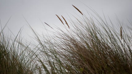 Oyats dans les dunes de l'île d'Oléron