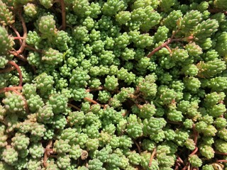 Sedum Diffusum Stonecrop succulent close up