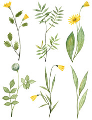 Set of hand painted watercolor plants. Yellow flowers and herbs