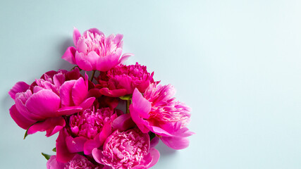 Beautiful pink peony flowers on blue background. Top view, flat lay, copy space.