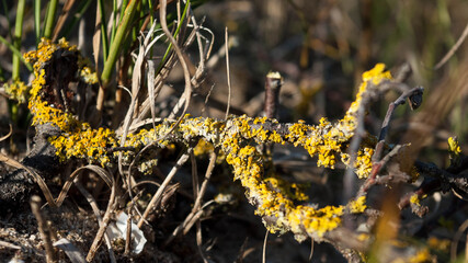 Mousse jaune sur une branche