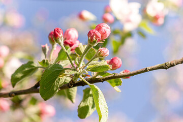 Blossom in spring.