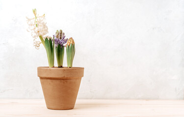 Purple and white Hyacinth flowers In Garden ceramic Pot, on desk and white background with copy space.