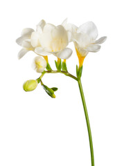 Naklejka na ściany i meble Freesia stem with white blooming flowers and buds isolated on white background.