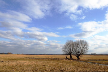 Wide rural landscape with pollarded willow trees under a partly cloudy sky. Calm, early spring or late autumn scenery with open space and soft natural light © Maciej Bonk