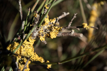 Mousse jaune sur arbuste des dunes