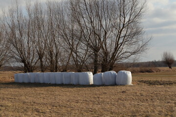 Silage bales wrapped in white plastic on a rural field near leafless willow trees. Calm agricultural landscape in early spring or late autumn © Maciej Bonk