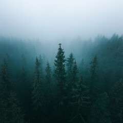 misty evening in the forest