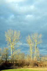 Obraz na płótnie Canvas tree forest sky nature beautifull