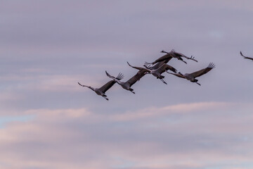Kraniche im Anflug