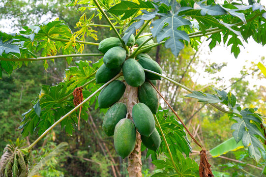 Group of green papaya on the tree and blur background.