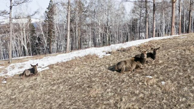 Aerial shot of a family of wild marals lying on a mountainside basking in the sun.