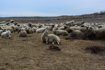 Fototapeta premium Sheep during childbirth. Time of birth of lambs. Kazakhstan, Almaty region. Balkhash.