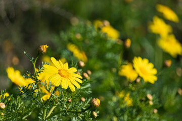 Yellow wild chrysanthemum flowers close-up on blurred green background