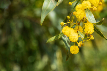 Yellow flowers of acacia saligna Golden Wreath Wattle tree