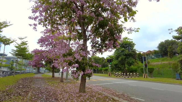 pink tecoma flower tree or Tabebuia rosea or Pink trumpet tree blooming on the street of Malaysia.