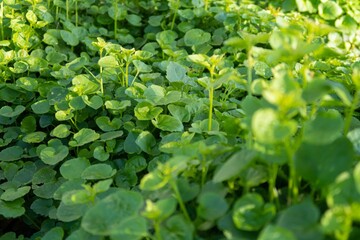 Flores y planta en un jardín en primavera.