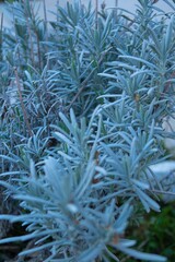 Flores y planta en un jardín en primavera.