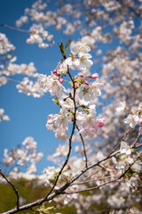 Griottier en fleurs