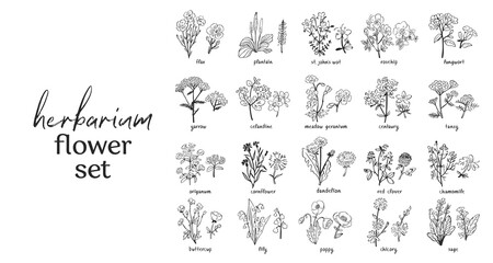 Wild flowers and herbs set isolated on black background. Collection of botanical flowers in vintage style. Elements for herbarium bouquet. Symbols of alternative medicine. Vecrtor illustration.
