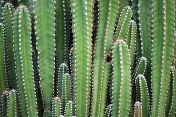 cactus close up